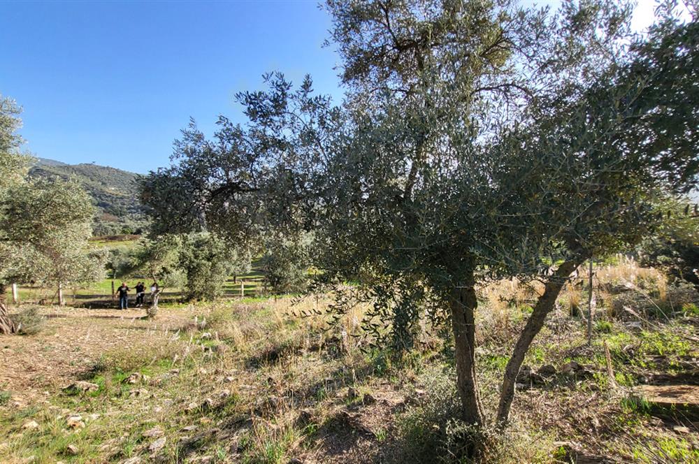 Muğla Milas Kızılcayıkık Satılık Zeytinlik