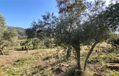 Muğla Milas Kızılcayıkık Satılık Zeytinlik