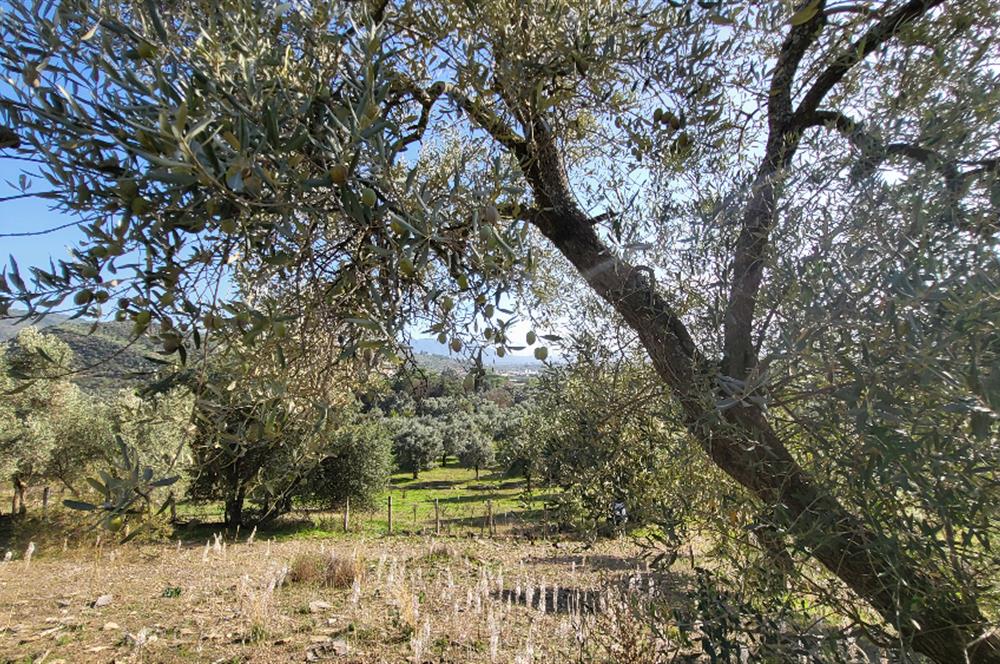 Muğla Milas Kızılcayıkık Satılık Zeytinlik