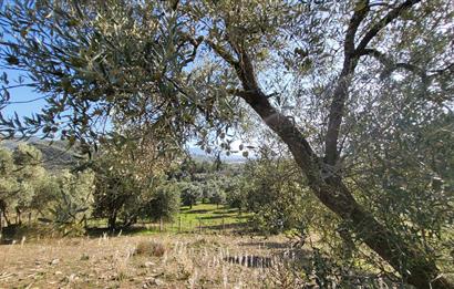 Muğla Milas Kızılcayıkık Satılık Zeytinlik