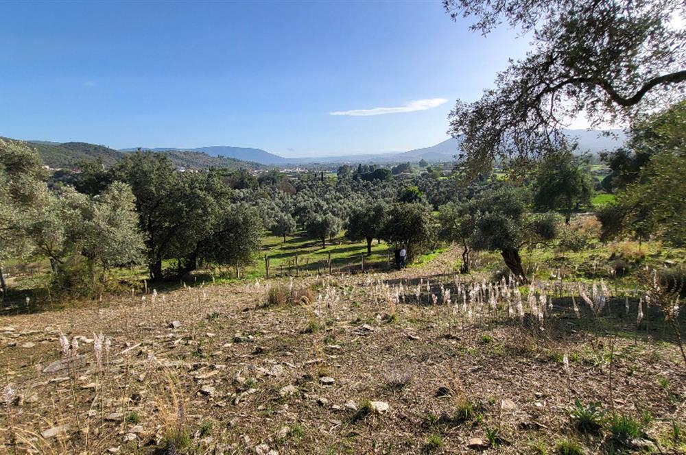 Muğla Milas Kızılcayıkık Satılık Zeytinlik