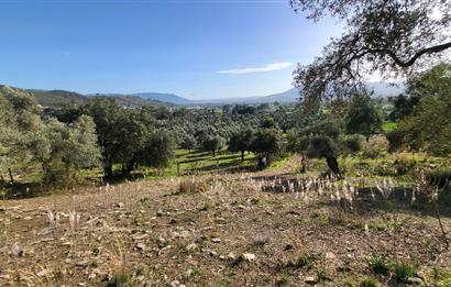 Muğla Milas Kızılcayıkık Satılık Zeytinlik