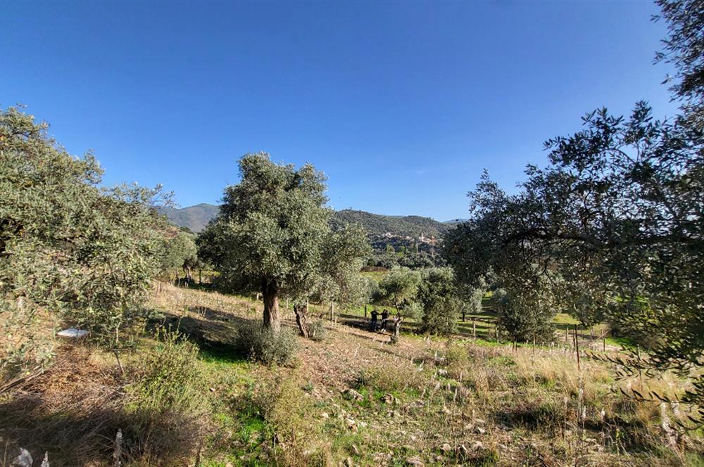 Muğla Milas Kızılcayıkık Satılık Zeytinlik