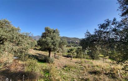 Muğla Milas Kızılcayıkık Satılık Zeytinlik