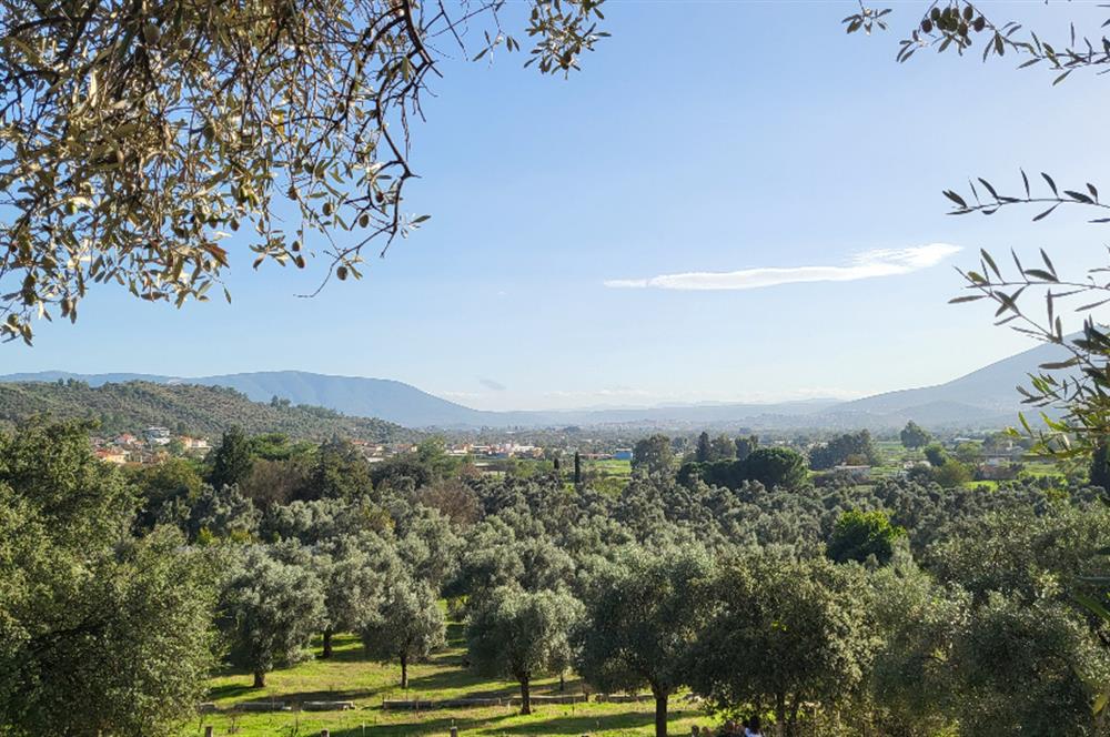 Muğla Milas Kızılcayıkık Satılık Zeytinlik