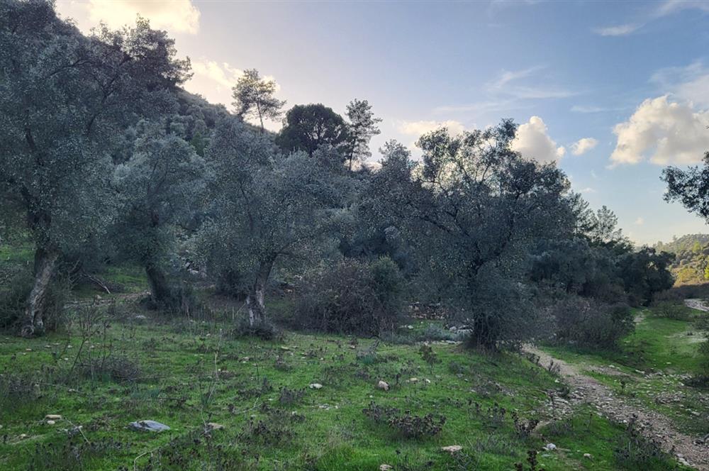 Milas Kızılcayıkık Çakaldağı Mevkinde Satılık Zeytinlik