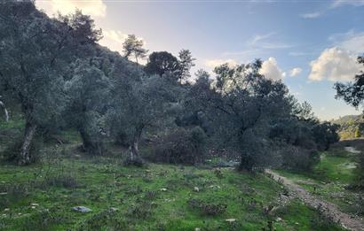 Milas Kızılcayıkık Çakaldağı Mevkinde Satılık Zeytinlik