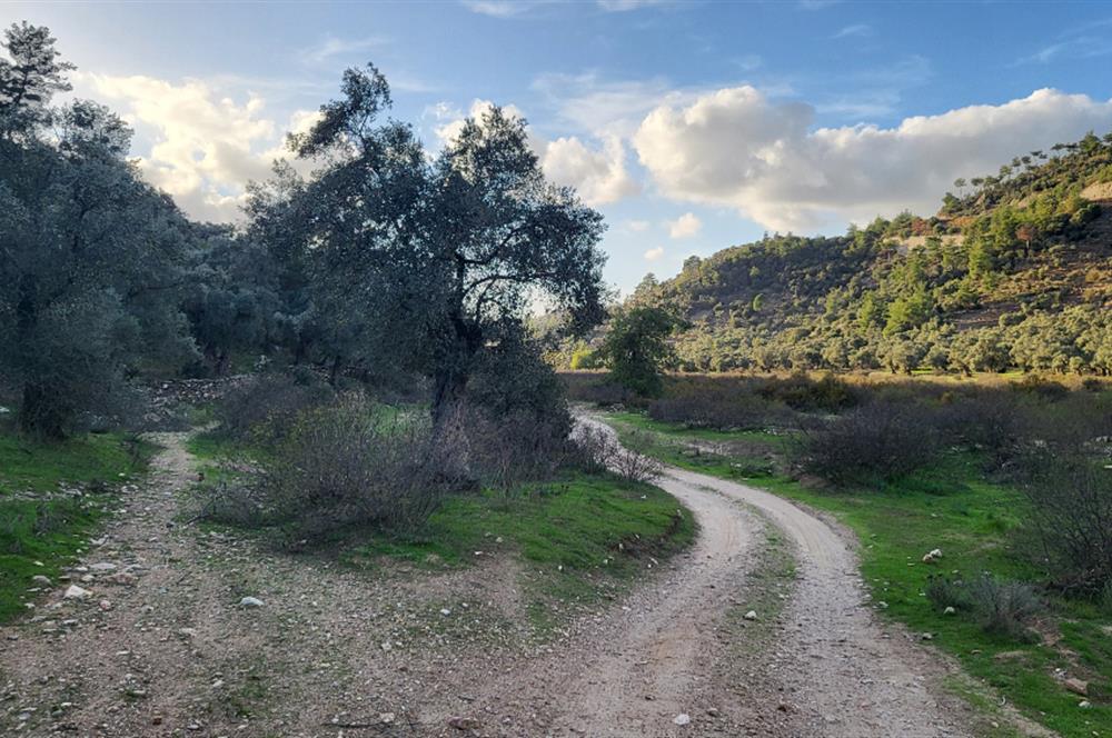 Milas Kızılcayıkık Çakaldağı Mevkinde Satılık Zeytinlik