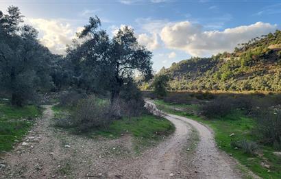 Milas Kızılcayıkık Çakaldağı Mevkinde Satılık Zeytinlik