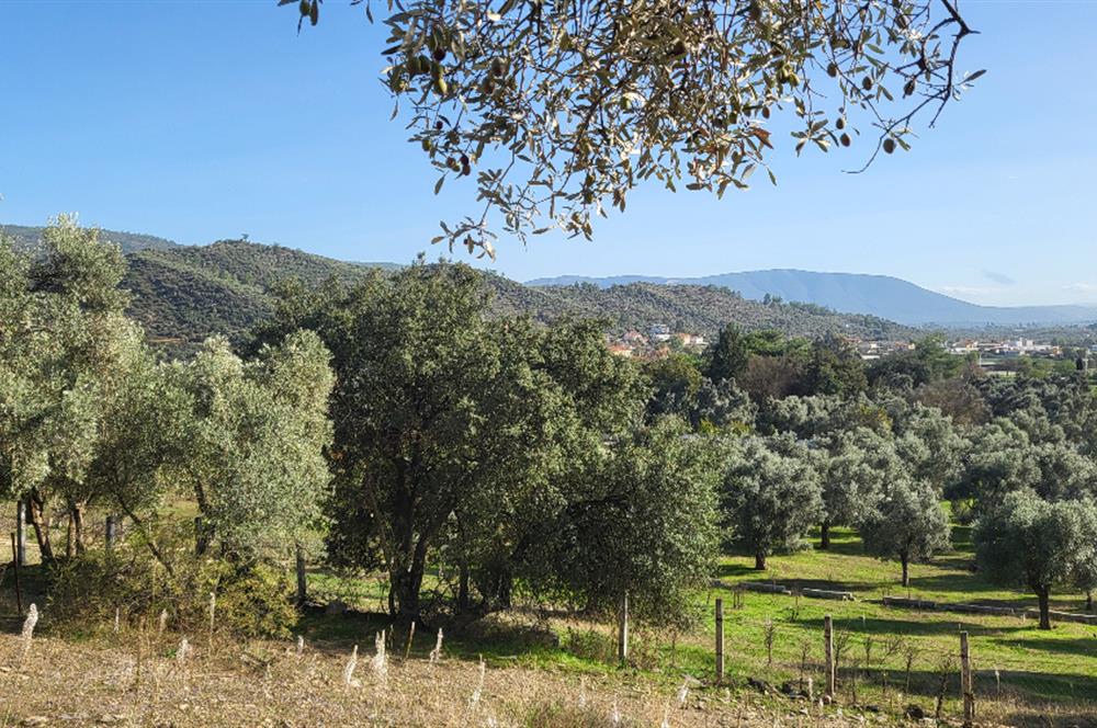 Muğla Milas Kızılcayıkık Satılık Zeytinlik
