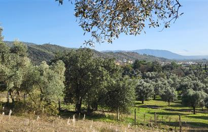 Muğla Milas Kızılcayıkık Satılık Zeytinlik