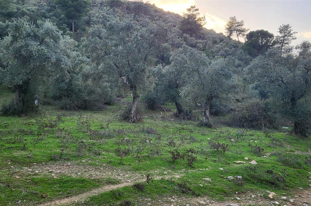 Milas Kızılcayıkık Çakaldağı Mevkinde Satılık Zeytinlik