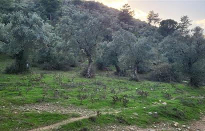 Milas Kızılcayıkık Çakaldağı Mevkinde Satılık Zeytinlik