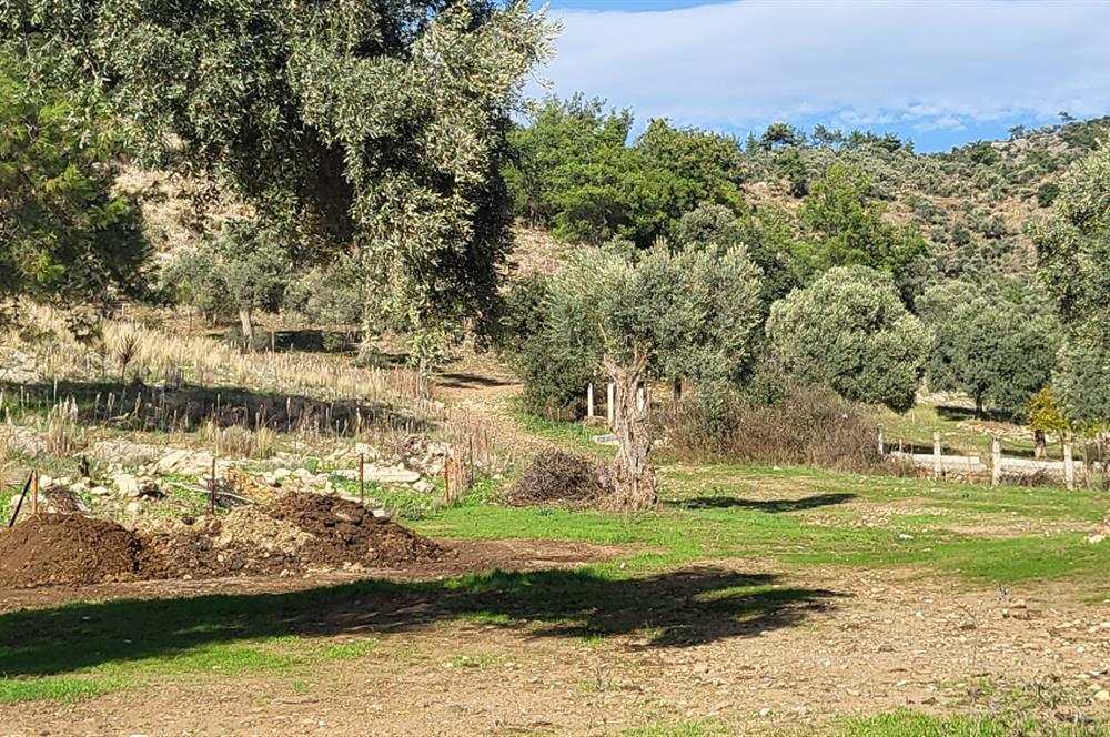 Muğla Milas Kızılcayıkık Satılık Zeytinlik