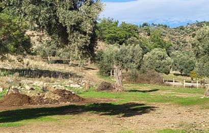 Muğla Milas Kızılcayıkık Satılık Zeytinlik