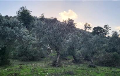 Milas Kızılcayıkık Çakaldağı Mevkinde Satılık Zeytinlik