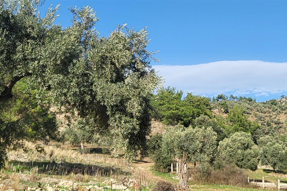 Muğla Milas Kızılcayıkık Satılık Zeytinlik
