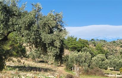 Muğla Milas Kızılcayıkık Satılık Zeytinlik