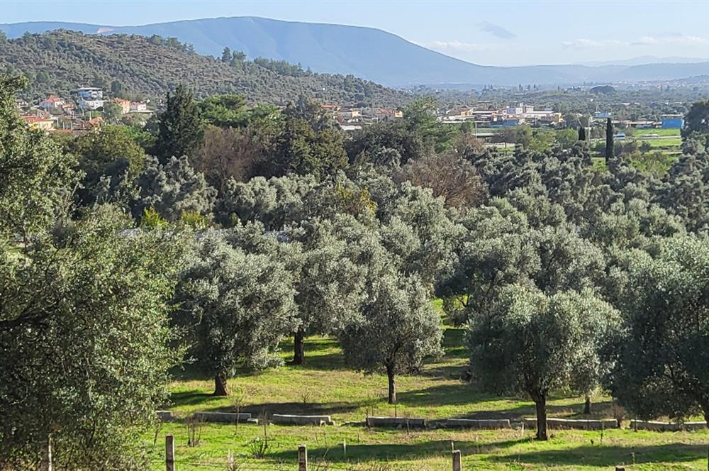Muğla Milas Kızılcayıkık Satılık Zeytinlik