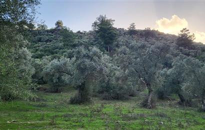 Milas Kızılcayıkık Çakaldağı Mevkinde Satılık Zeytinlik