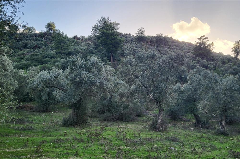 Milas Kızılcayıkık Çakaldağı Mevkinde Satılık Zeytinlik