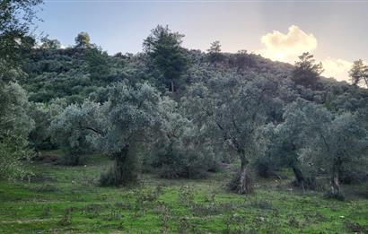Milas Kızılcayıkık Çakaldağı Mevkinde Satılık Zeytinlik