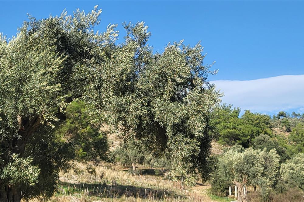 Muğla Milas Kızılcayıkık Satılık Zeytinlik