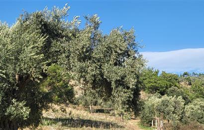 Muğla Milas Kızılcayıkık Satılık Zeytinlik