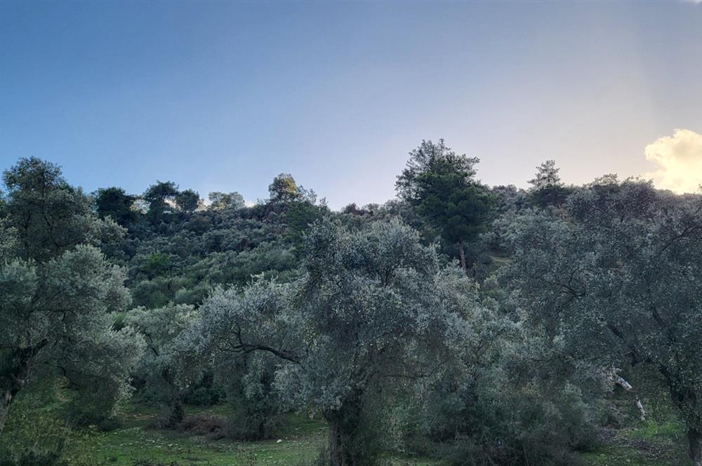 Milas Kızılcayıkık Çakaldağı Mevkinde Satılık Zeytinlik