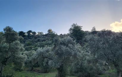 Milas Kızılcayıkık Çakaldağı Mevkinde Satılık Zeytinlik