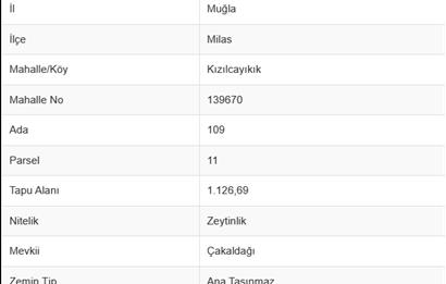 Milas Kızılcayıkık Çakaldağı Mevkinde Satılık Zeytinlik