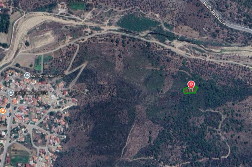 Milas Kızılcayıkık Çakaldağı Mevkinde Satılık Zeytinlik