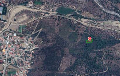 Milas Kızılcayıkık Çakaldağı Mevkinde Satılık Zeytinlik