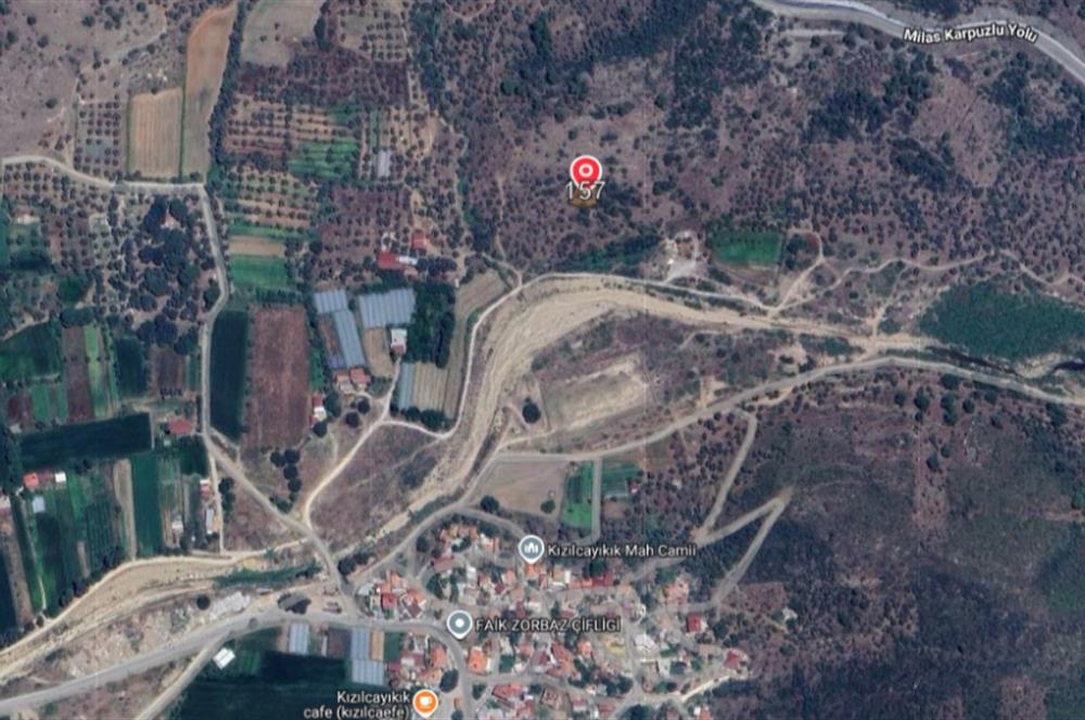 Muğla Milas Kızılcayıkık Satılık Aşılı Zeytinlik