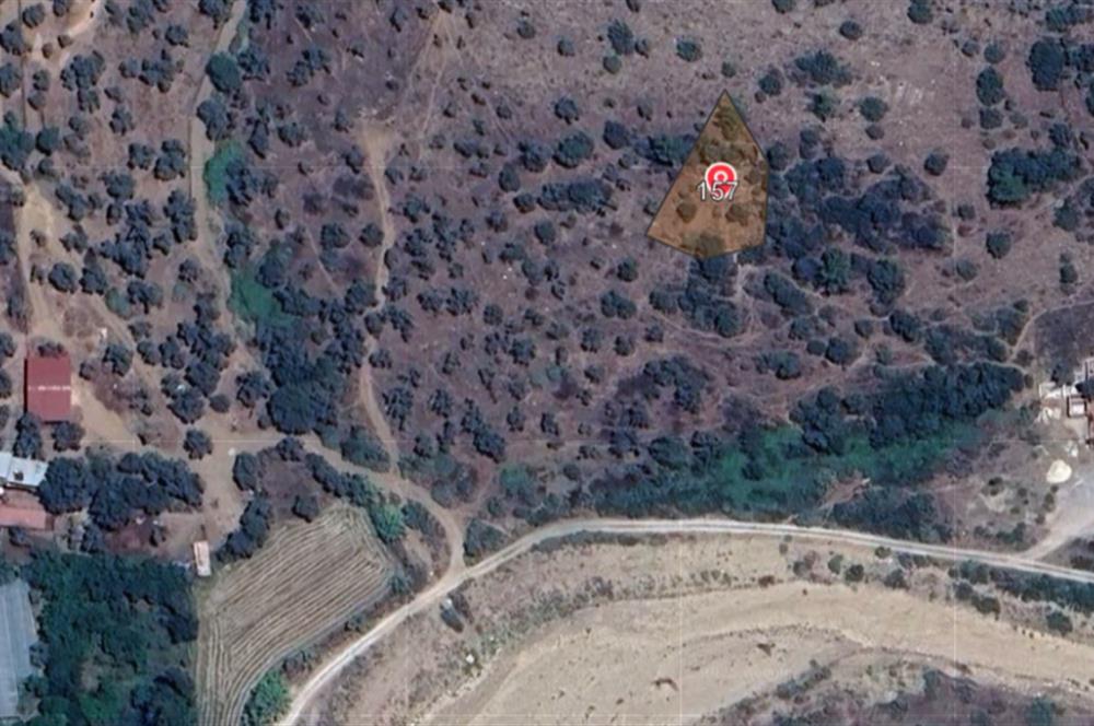 Muğla Milas Kızılcayıkık Satılık Aşılı Zeytinlik