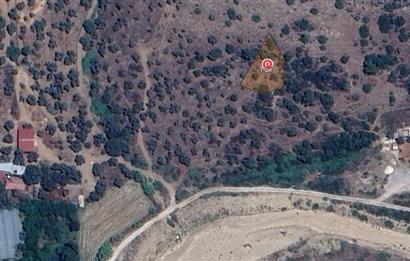 Muğla Milas Kızılcayıkık Satılık Aşılı Zeytinlik