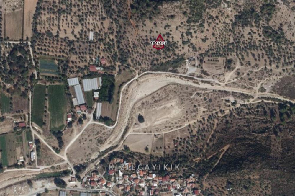 Muğla Milas Kızılcayıkık Satılık Aşılı Zeytinlik