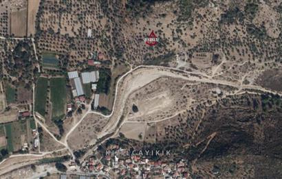 Muğla Milas Kızılcayıkık Satılık Aşılı Zeytinlik