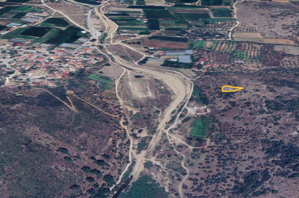 Muğla Milas Kızılcayıkık Satılık Aşılı Zeytinlik