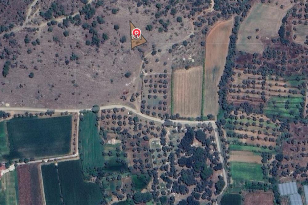 Muğla Milas Kızılcayıkık Satılık Zeytinlik