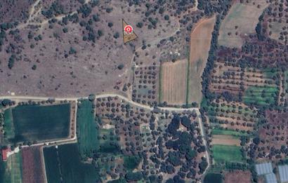 Muğla Milas Kızılcayıkık Satılık Zeytinlik