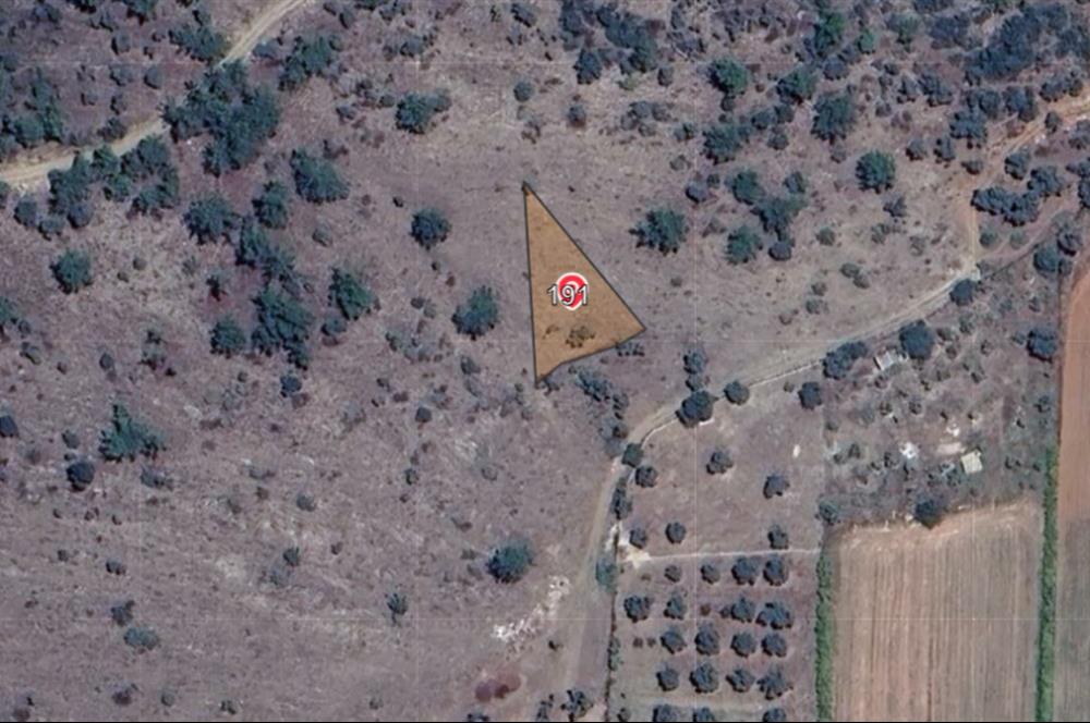 Muğla Milas Kızılcayıkık Satılık Zeytinlik