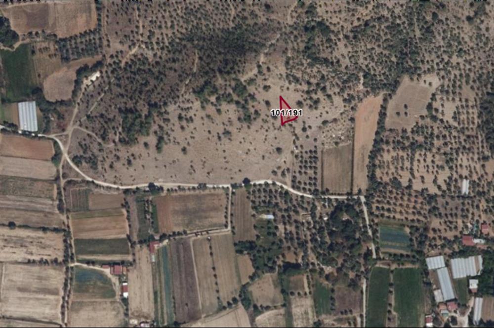 Muğla Milas Kızılcayıkık Satılık Zeytinlik