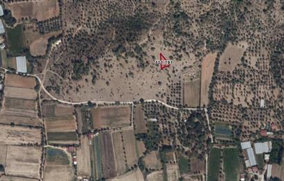 Muğla Milas Kızılcayıkık Satılık Zeytinlik