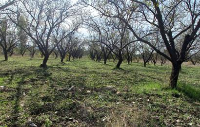 SAVAŞTEPE İSTİKLAL'DE SATILIK TARLA 