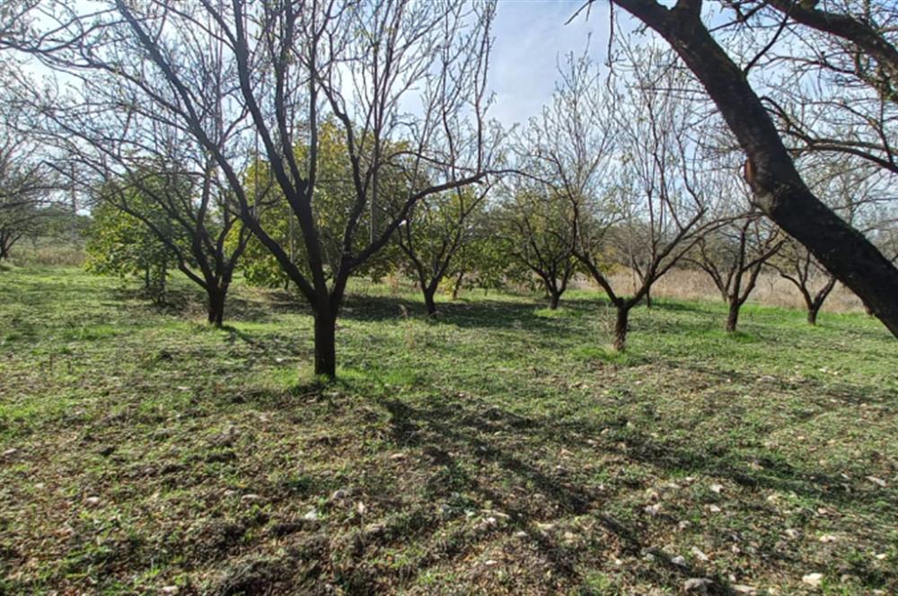 SAVAŞTEPE İSTİKLAL'DE SATILIK TARLA 