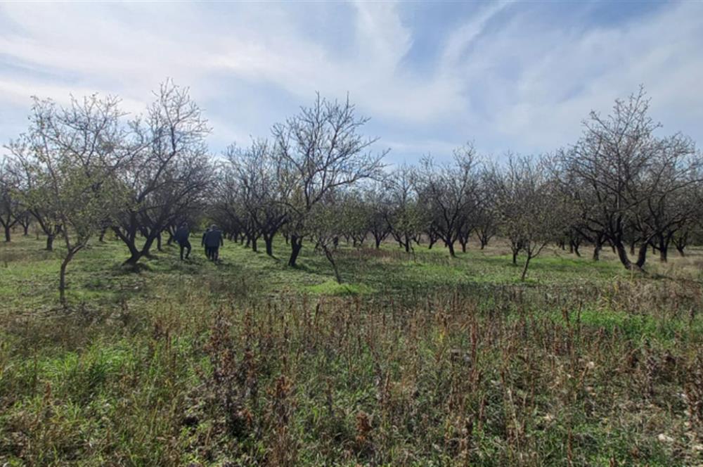 SAVAŞTEPE İSTİKLAL'DE SATILIK TARLA 