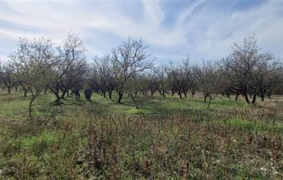 SAVAŞTEPE İSTİKLAL'DE SATILIK TARLA 