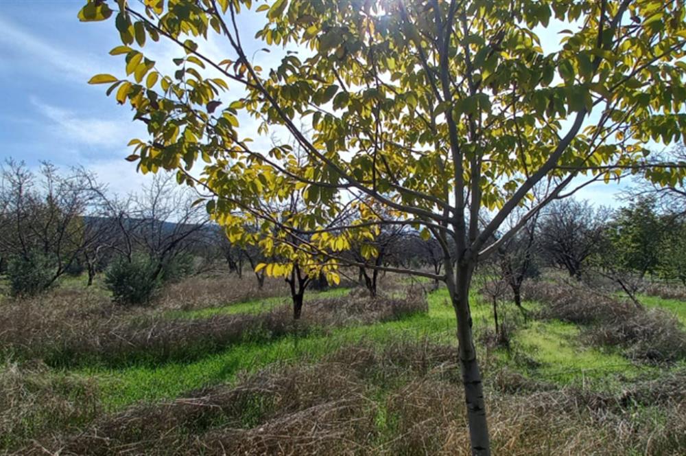 SAVAŞTEPE İSTİKLAL'DE SATILIK TARLA 