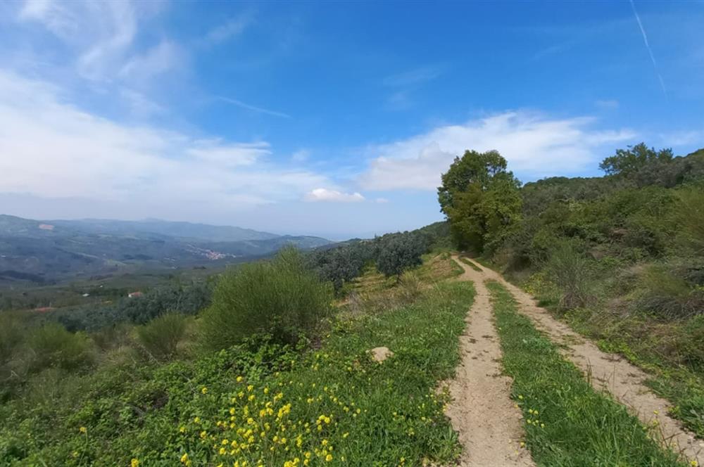 C21 Cius; Gemlik Katırlı'da Uludağ ve Deniz Manzaralı Tarla